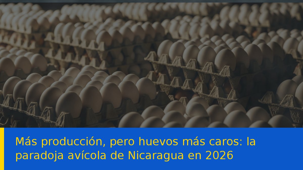 Más producción, pero huevos más caros: la paradoja avícola de Nicaragua en 2026