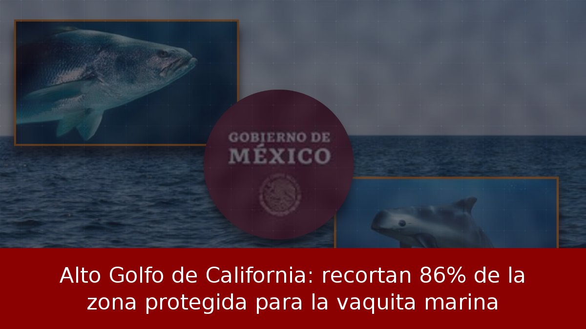 Alto Golfo de California: recortan 86% de la zona protegida para la vaquita marina