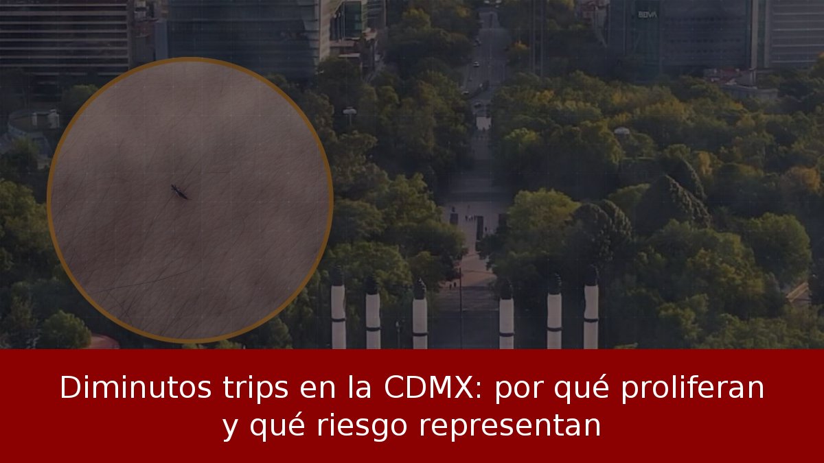Diminutos trips en la CDMX: por qué proliferan y qué riesgo representan