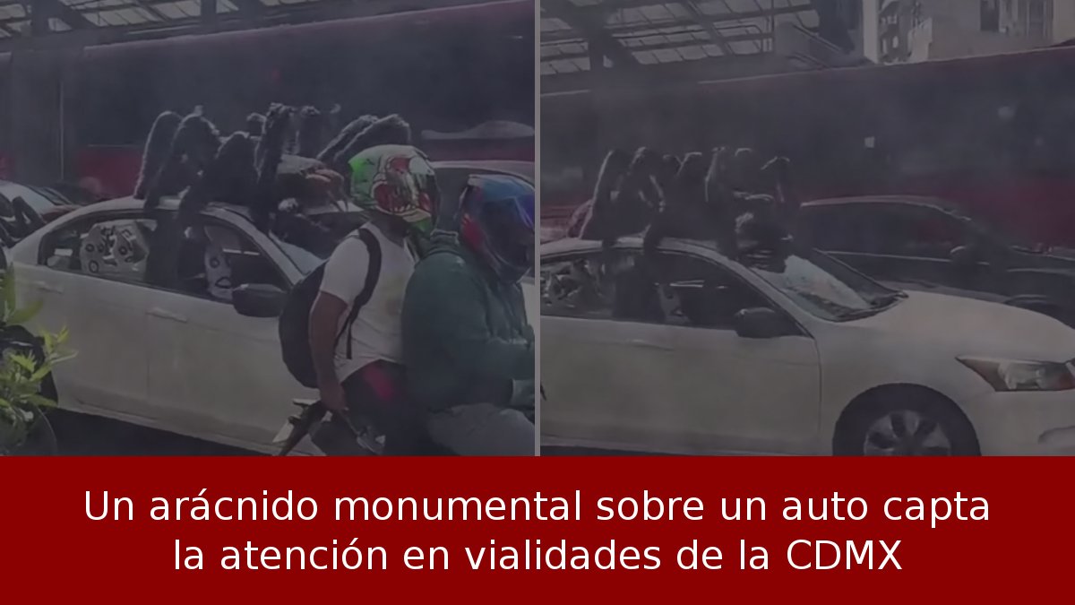 Un arácnido monumental sobre un auto capta la atención en vialidades de la CDMX