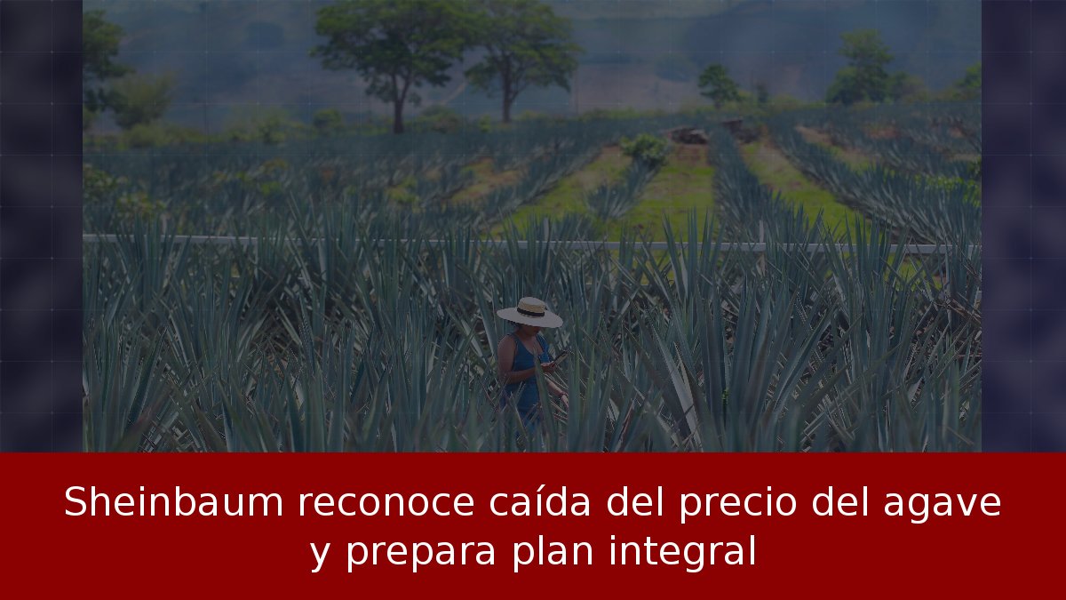 Sheinbaum reconoce caída del precio del agave y prepara plan integral