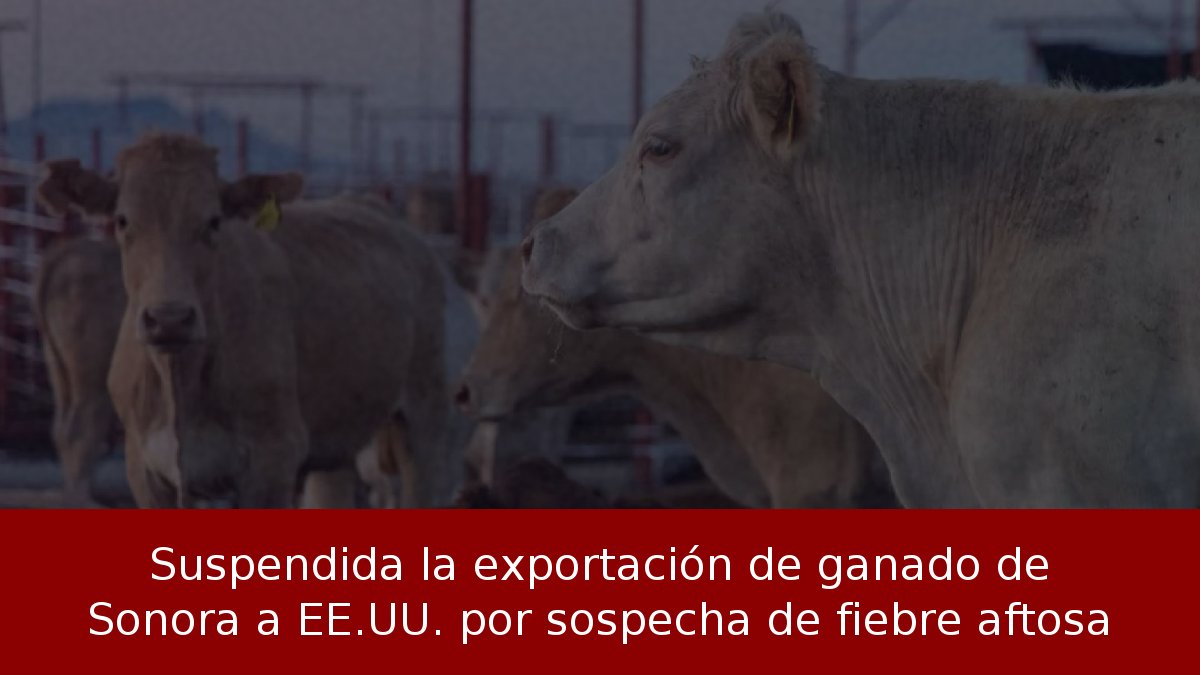 Suspendida la exportación de ganado de Sonora a EE.UU. por sospecha de fiebre aftosa