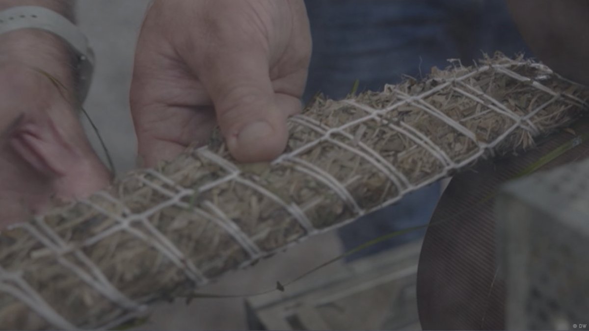 Divers replant Baltic seagrass as scientists turn to seed sowing